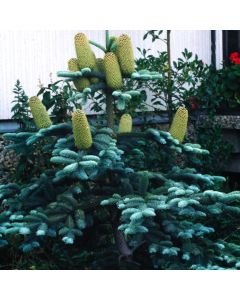 Abies procera 'Glauca'