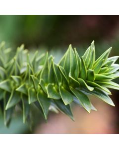 Araucaria araucana