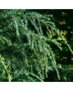 Cedrus deodara