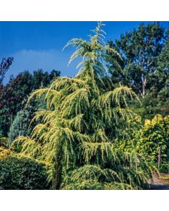 Cedrus deodara 'Aurea'