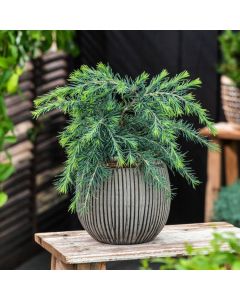 Cedrus deodara 'Feelin' Blue'