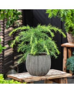 Cedrus deodara 'Golden Horizon'