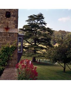 Cedrus libani