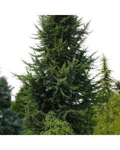 Cedrus libani 'Fastigiata'
