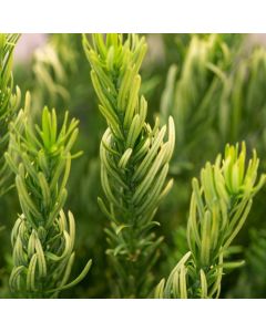 Cephalotaxus harringtonii 'Duke Gardens'
