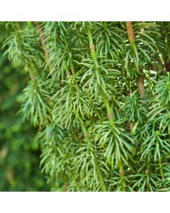 Cephalotaxus harringtonii 'Fastigiata'