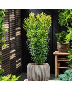 Cephalotaxus harringtonii 'Korean Gold'