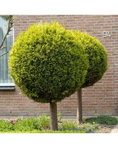 Chamaecyparis lawsoniana