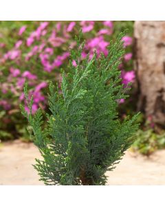 Chamaecyparis lawsoniana 'Columnaris'
