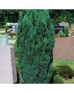 Chamaecyparis lawsoniana 'Ellwoodii'