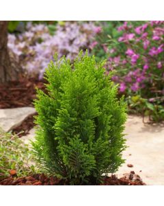 Chamaecyparis lawsoniana 'Ellwood's Empire'