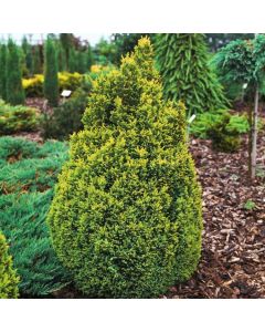 Chamaecyparis lawsoniana 'Ellwood's Gold'