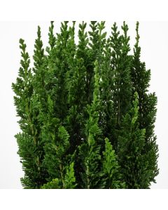Chamaecyparis lawsoniana 'Little Spire'