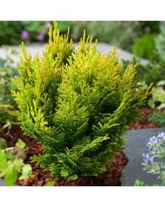 Chamaecyparis lawsoniana 'Minima Aurea'