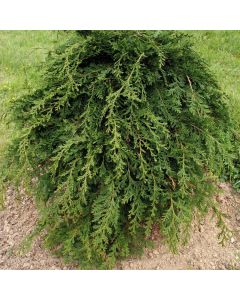 Chamaecyparis lawsoniana 'Pendula'