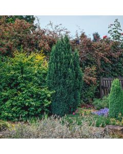 Chamaecyparis lawsoniana 'Snow White'