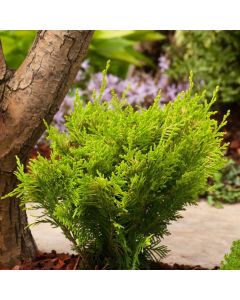 Chamaecyparis lawsoniana 'Stardust'