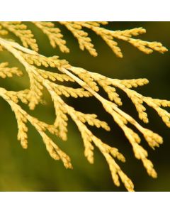 Chamaecyparis lawsoniana 'Sunkist'