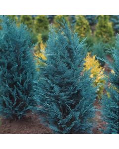 Chamaecyparis lawsoniana 'Pelt's Blue'