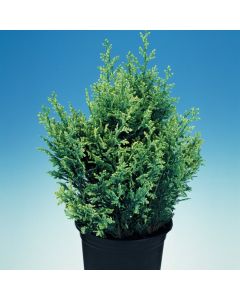 Chamaecyparis lawsoniana 'White Spot'