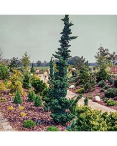 Chamaecyparis lawsoniana 'Wissel's Saguaro'