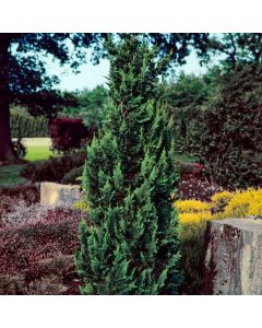 Chamaecyparis lawsoniana 'Wisselii'