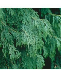 Chamaecyparis nootkatensis 'Pendula'