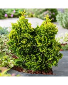 Chamaecyparis obtusa 'Aurora'