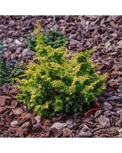 Chamaecyparis obtusa 'Fernspray Gold'