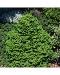 Chamaecyparis obtusa 'Kosteri'
