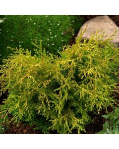 Chamaecyparis obtusa 'Lycopodioides'