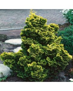 Chamaecyparis obtusa 'Nana Aurea'