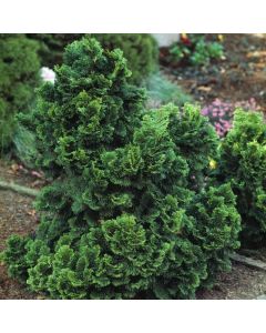 Chamaecyparis obtusa 'Nana Gracilis'