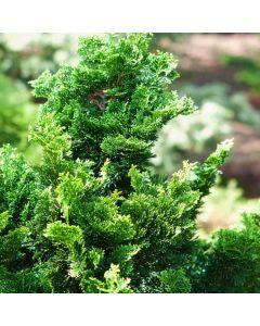 Chamaecyparis obtusa 'Rigid Dwarf'