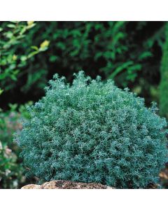 Chamaecyparis pisifera 'Baby Blue'