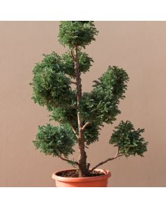 Chamaecyparis pisifera 'Boulevard'