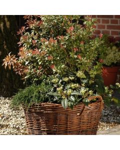 Chamaecyparis pisifera 'Filifera'