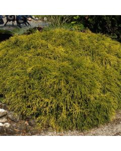 Chamaecyparis pisifera 'Filifera Aurea'
