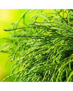Chamaecyparis pisifera 'Filifera Nana'