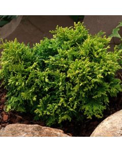 Chamaecyparis pisifera 'Nana'