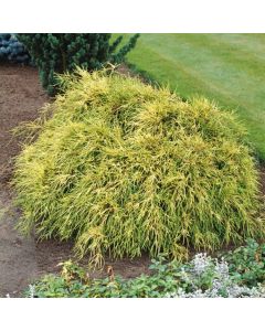 Chamaecyparis pisifera 'Sungold'