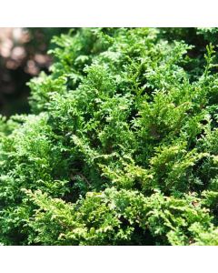Chamaecyparis pisifera 'Tsukumo'