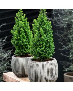 Chamaecyparis thyoides 'Top Point'