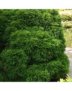 Cryptomeria japonica