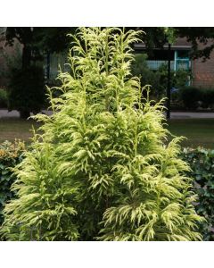 Cryptomeria japonica 'Barabits Gold'