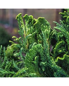 Cryptomeria japonica 'Cristata'