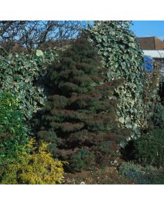 Cryptomeria japonica 'Elegans'