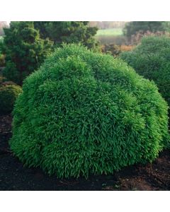 Cryptomeria japonica 'Globosa Nana'