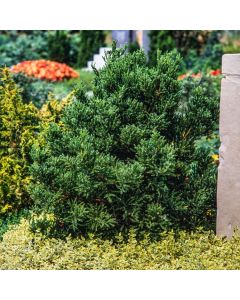 Cryptomeria japonica 'Jindai'