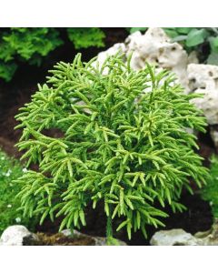 Cryptomeria japonica 'Little Champion'